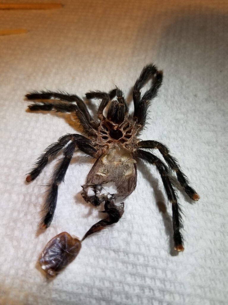 avicularia avicularia 2.5 in