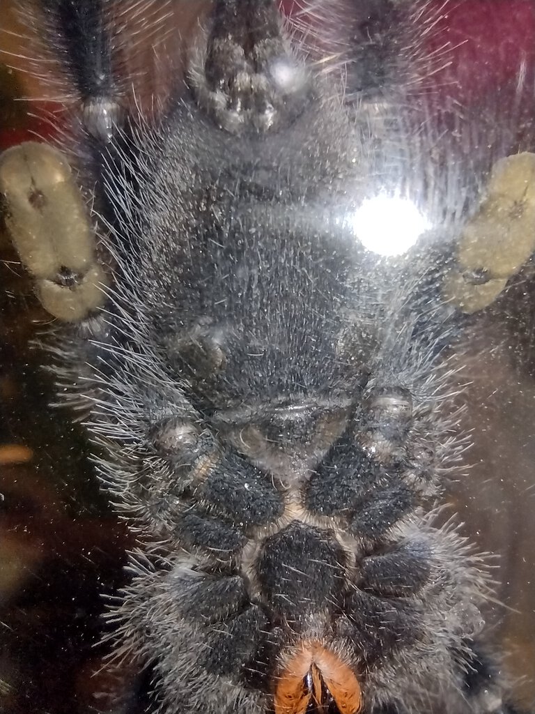 Avicularia Avicularia 2.5" Ventral