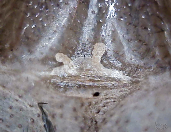Avicularia avicularia 2" Female