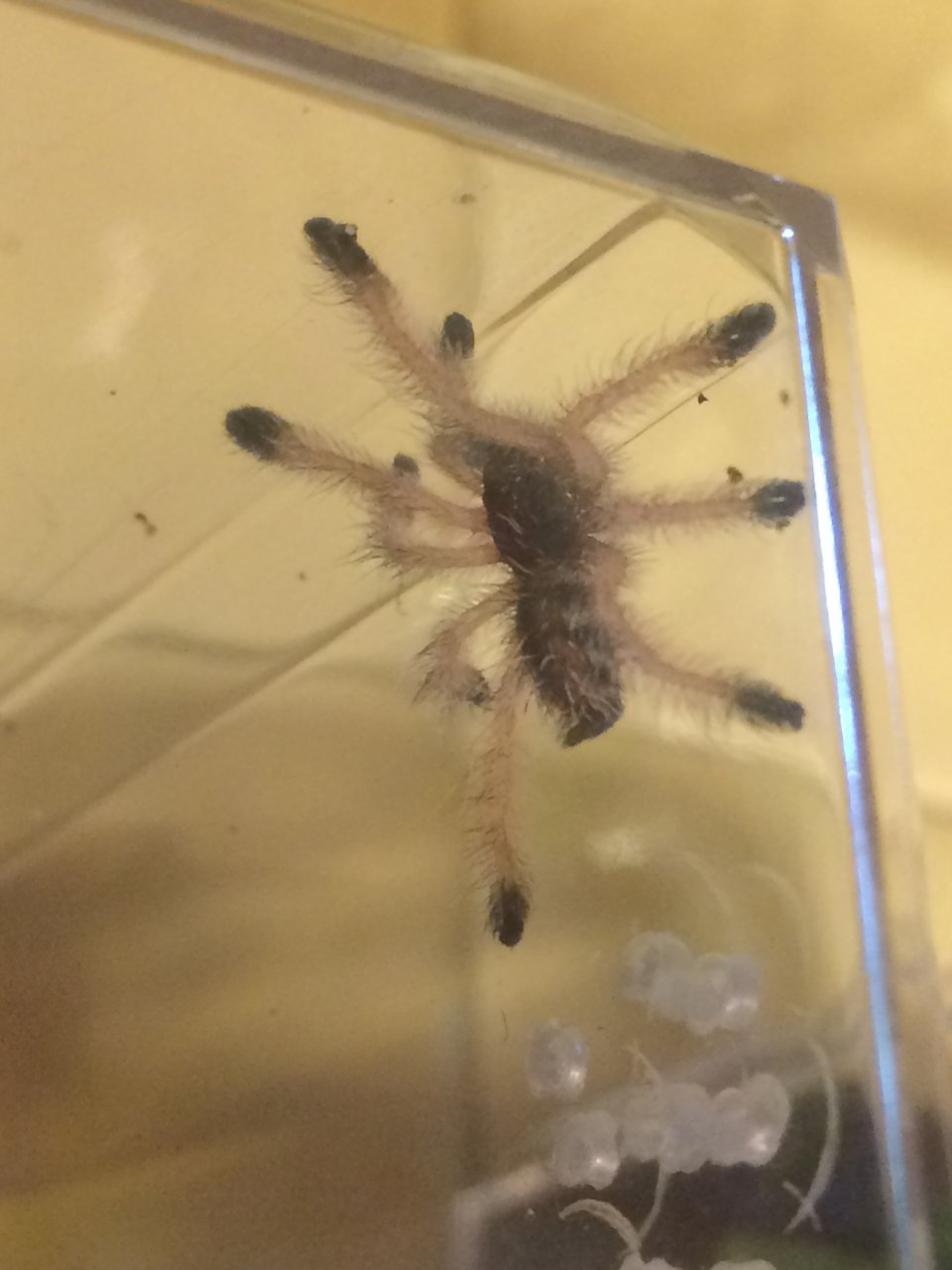 Avicularia Avicularia #2