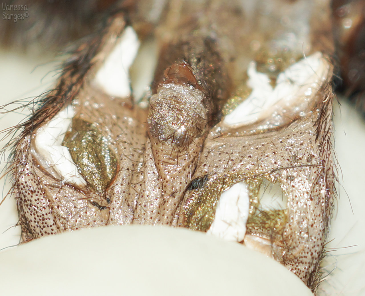 Avicularia avicularia 3.25" Female