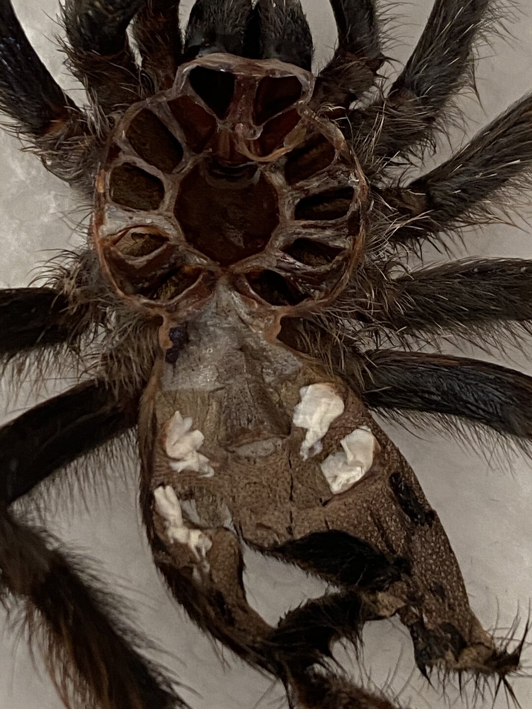 Avicularia Avicularia 3.5 inch male??