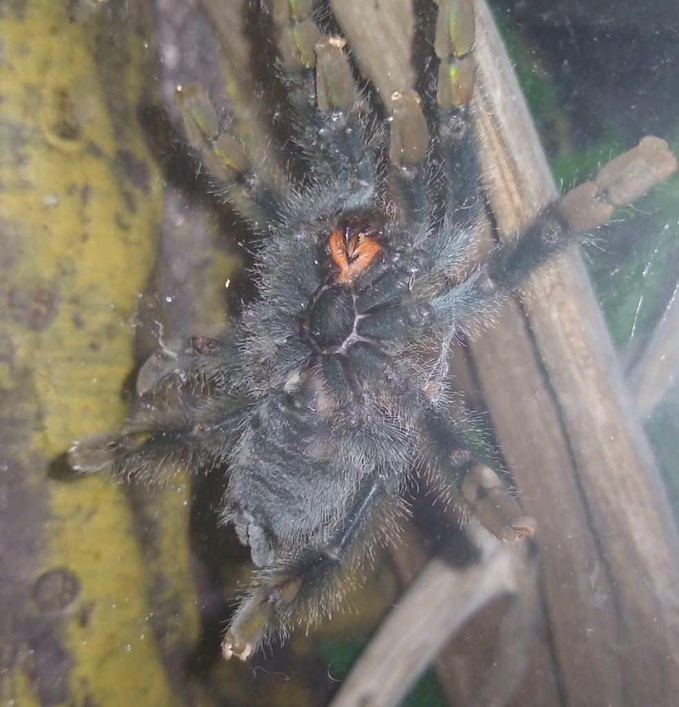 Avicularia avicularia 3in