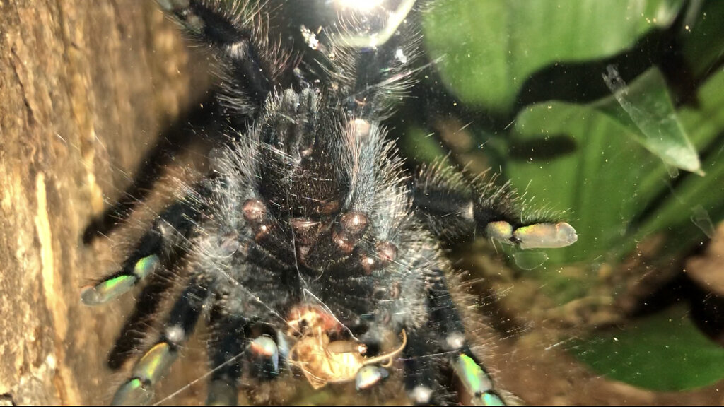 Avicularia Avicularia, 3inches