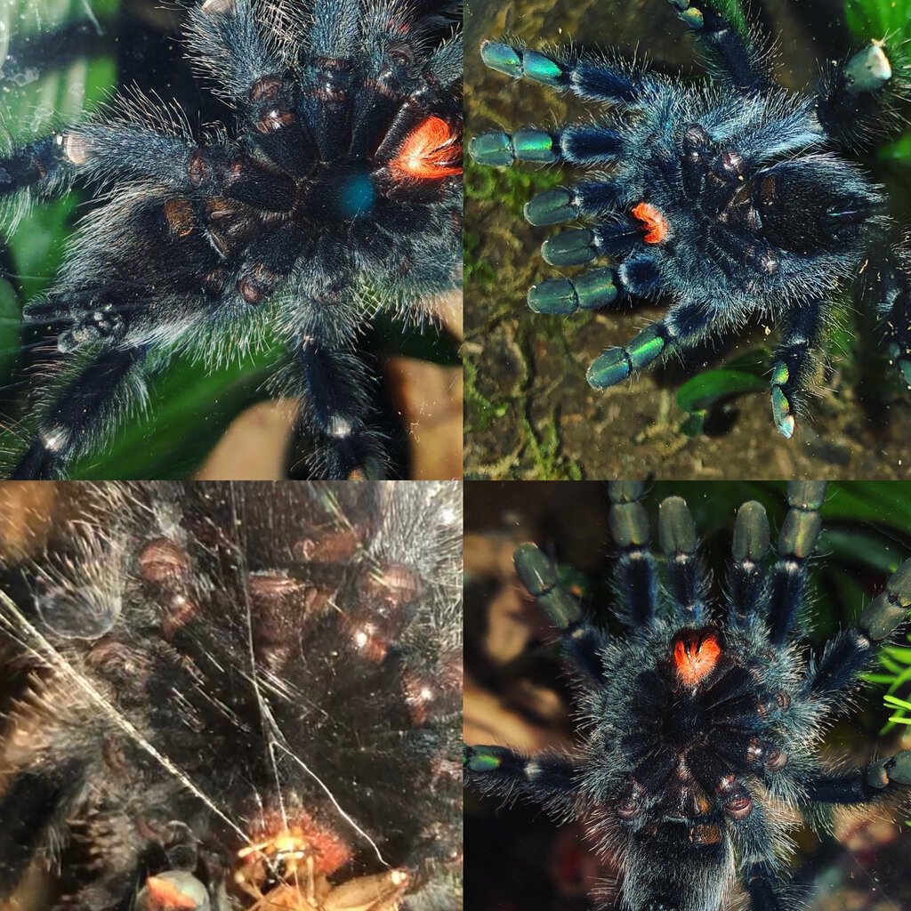 Avicularia Avicularia, 3inches