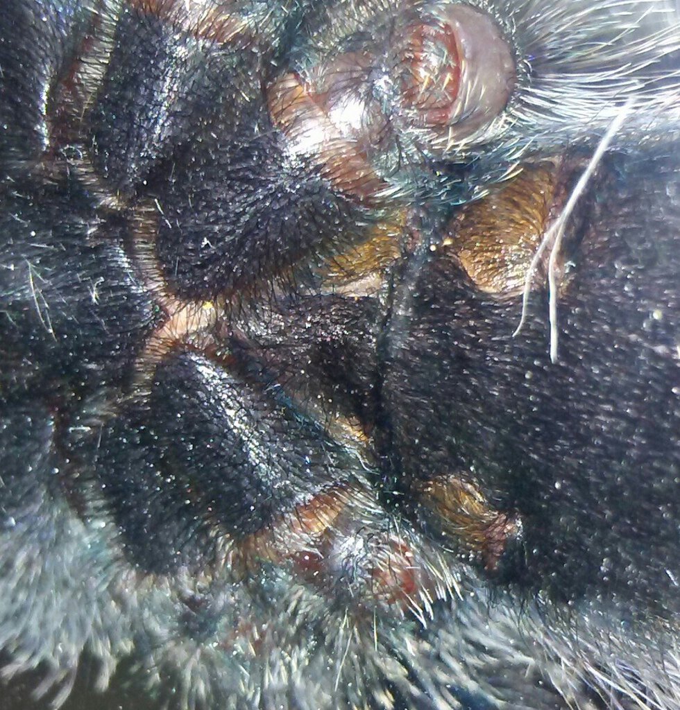 Avicularia avicularia 4"