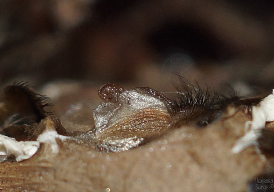 Avicularia avicularia - 5"