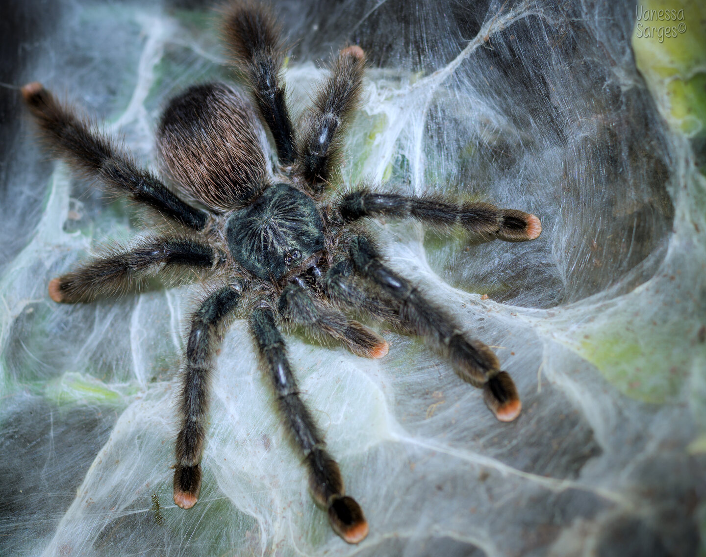 Avicularia avicularia Adult Female - Juniper