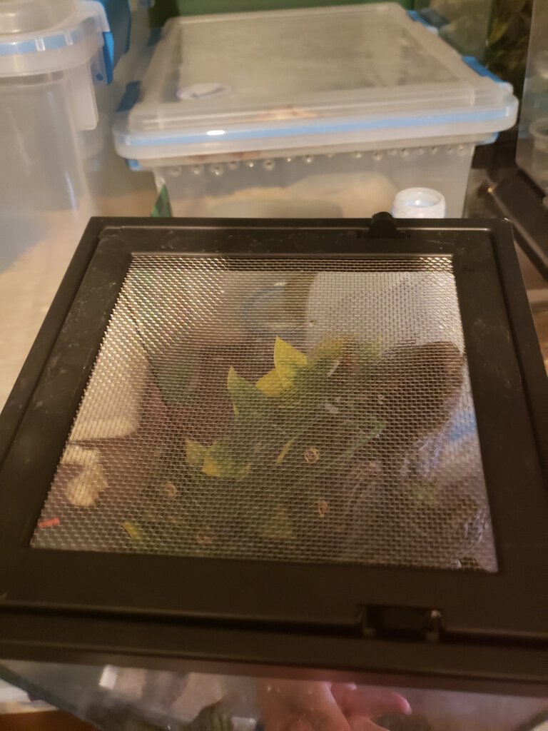 Avicularia avicularia Enclosure [3/3]