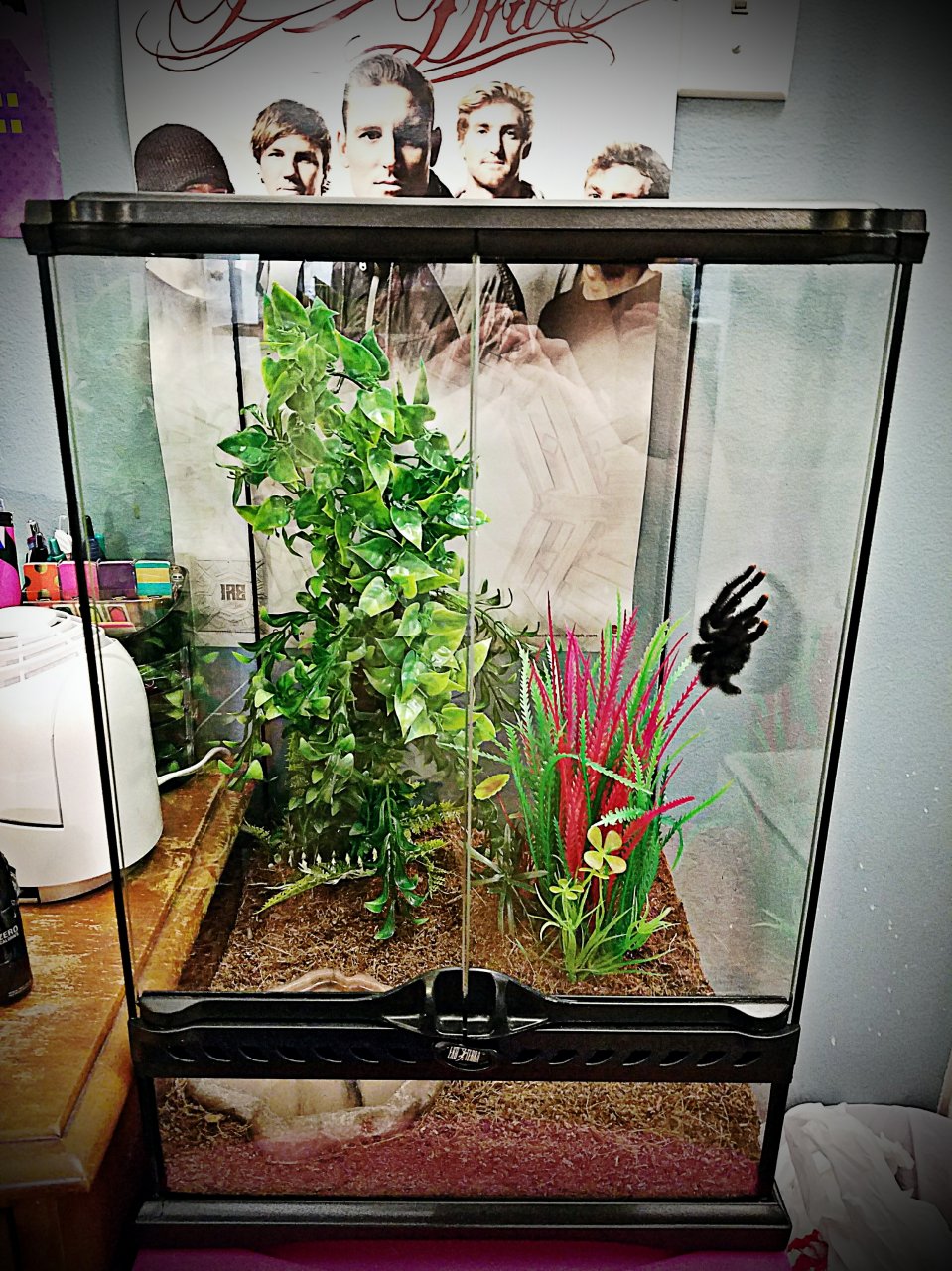 Avicularia avicularia enclosure