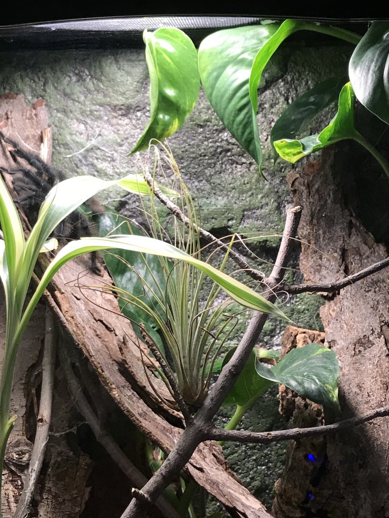 Avicularia Avicularia enclosure
