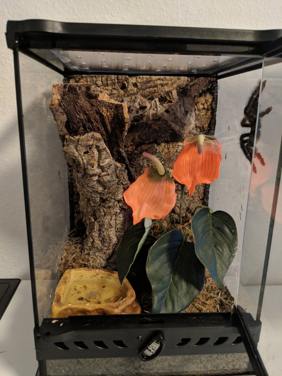 Avicularia Avicularia Enclosure