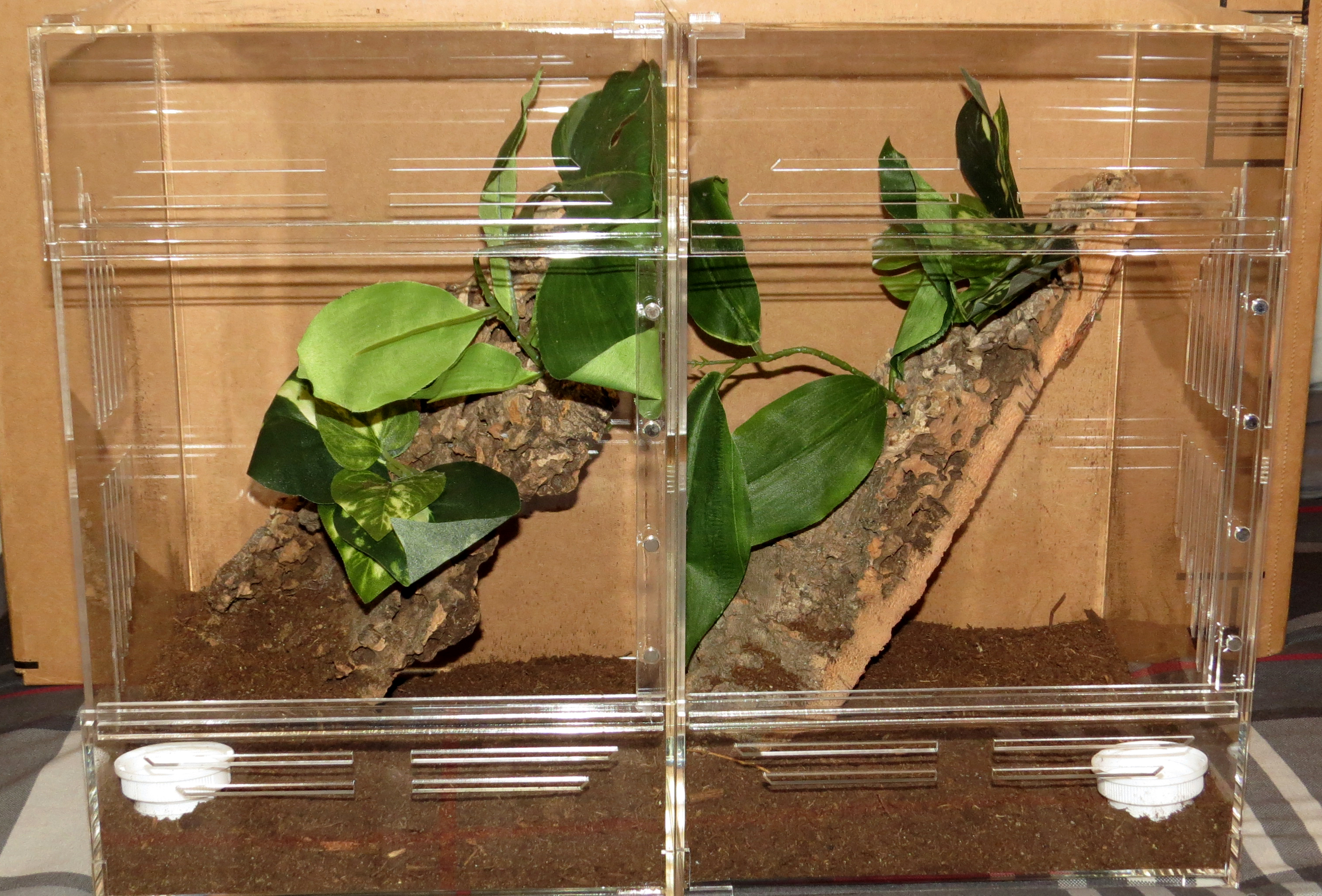 Avicularia avicularia Enclosures