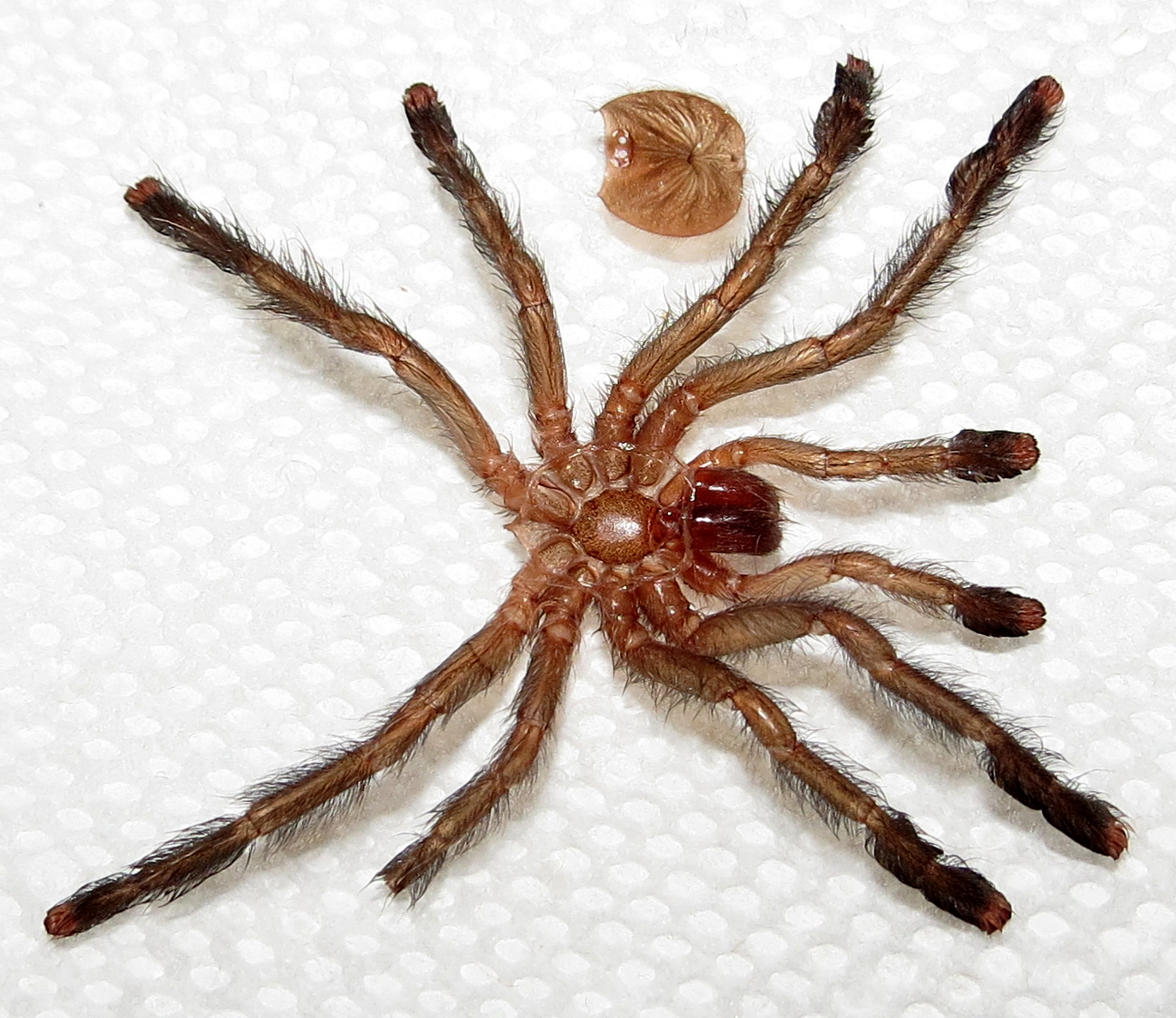 Avicularia avicularia Exuviae (1.25")