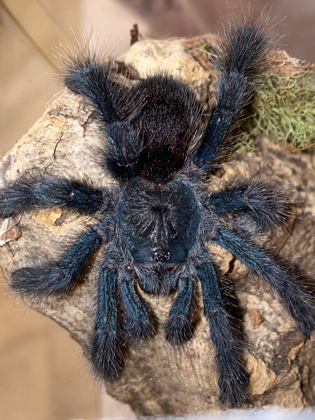 Avicularia Avicularia female