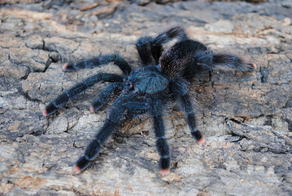 Avicularia avicularia - Female