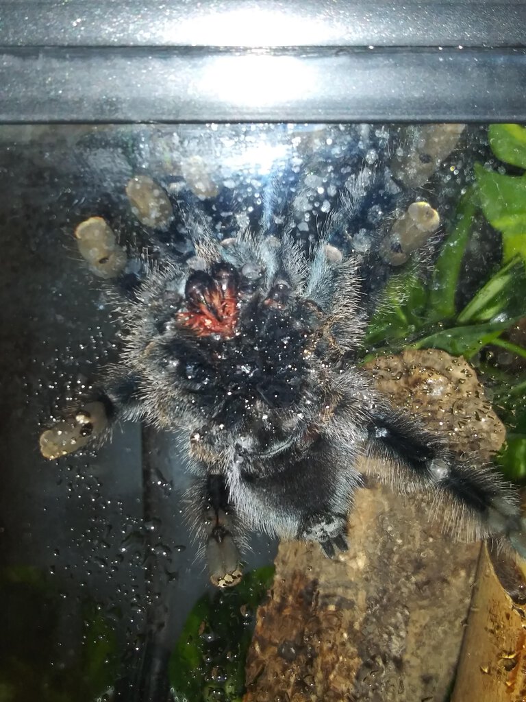 Avicularia Avicularia / juvenile