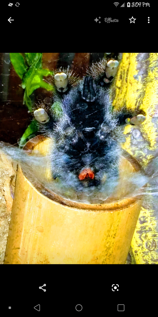 Avicularia Avicularia/ juvenile