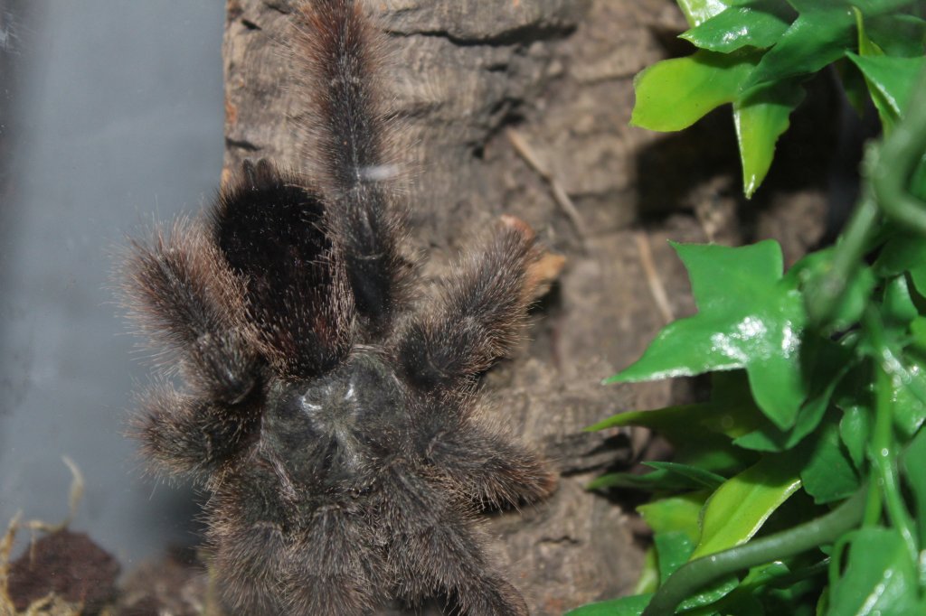 Avicularia avicularia - Luna