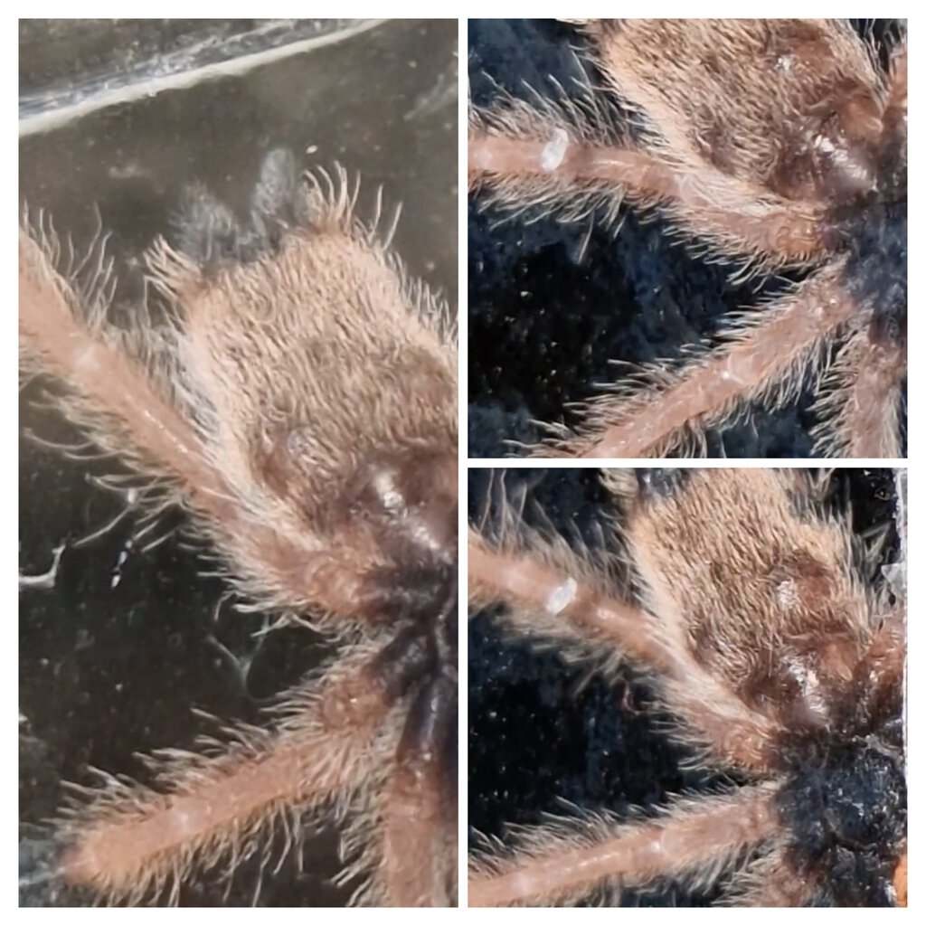 Avicularia Avicularia m#2