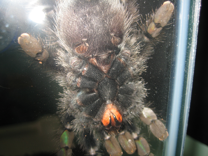 Avicularia Avicularia M Or F?