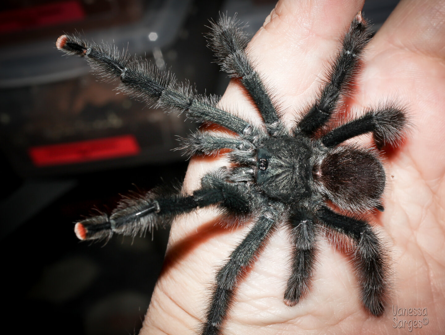 Avicularia avicularia M1 Mature Male