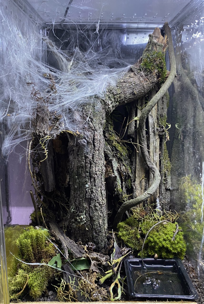 Avicularia avicularia M2 (braunshauseni) enclosure