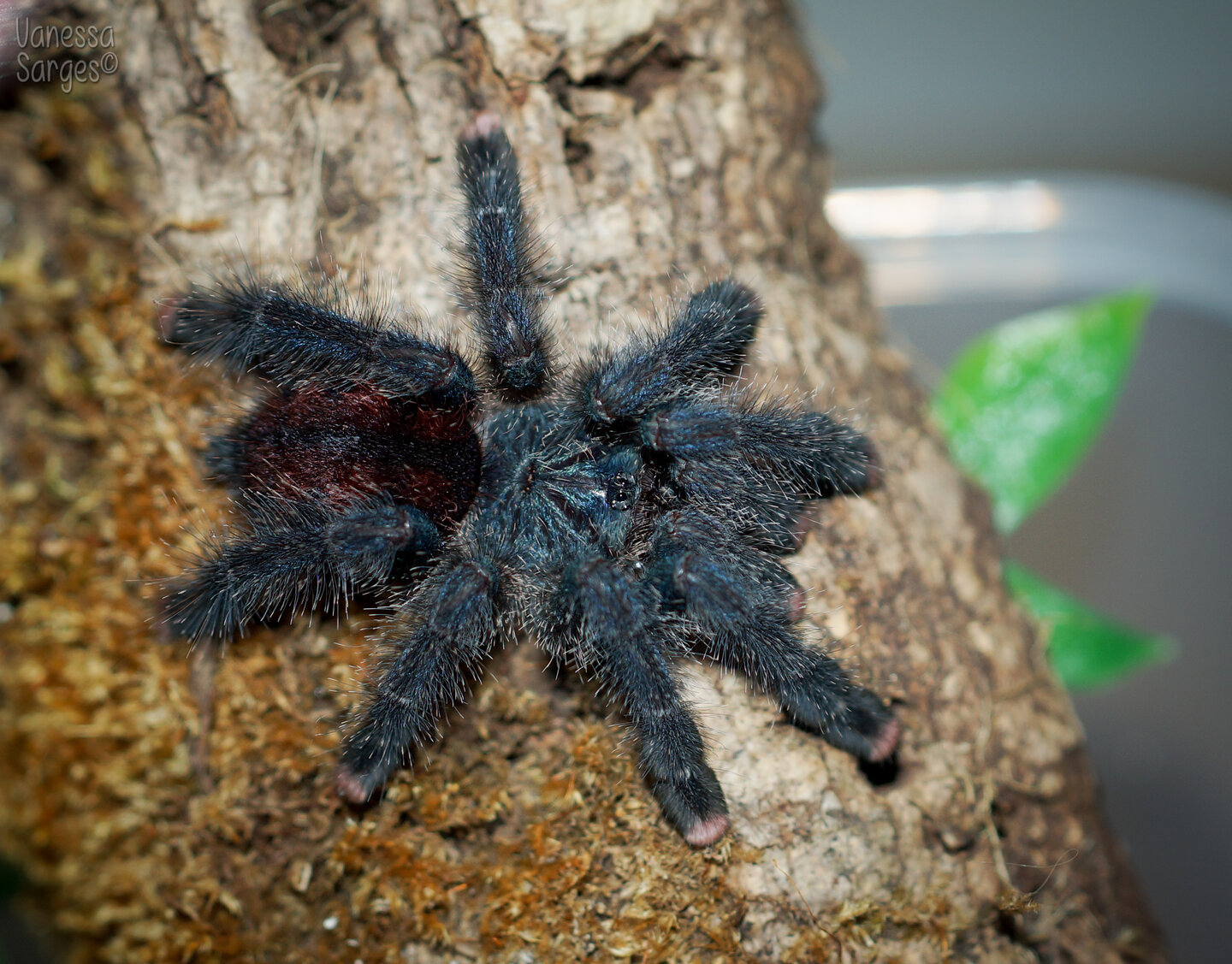 Avicularia avicularia M6 (metallica) Juvenile Suspect Male