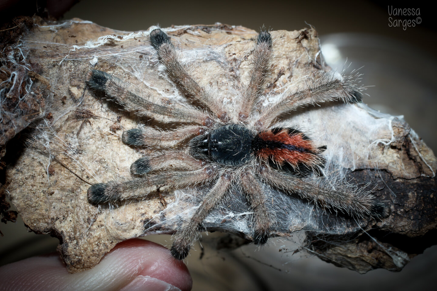 Avicularia avicularia M6 (metallica) Spiderling