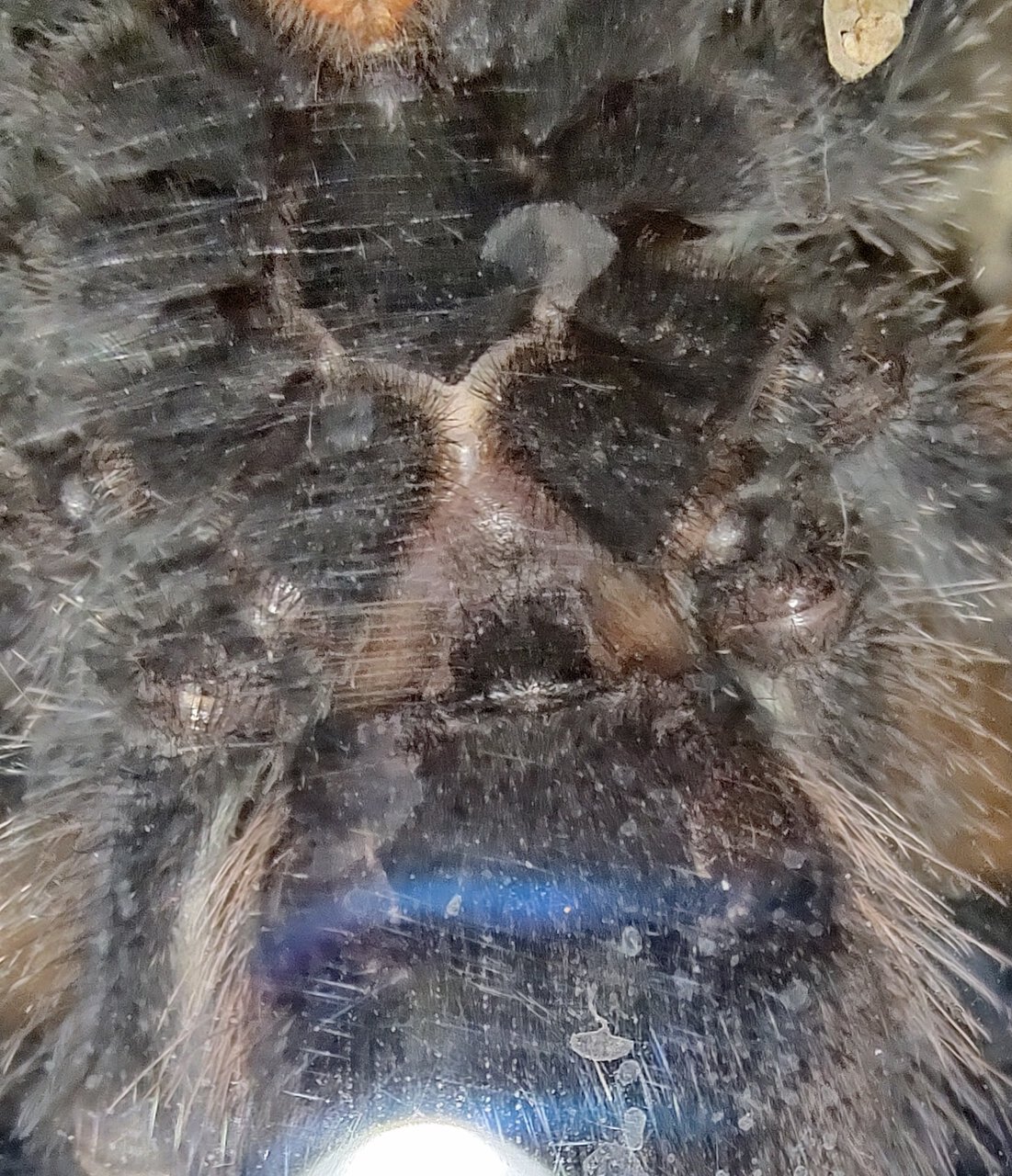 Avicularia avicularia M6