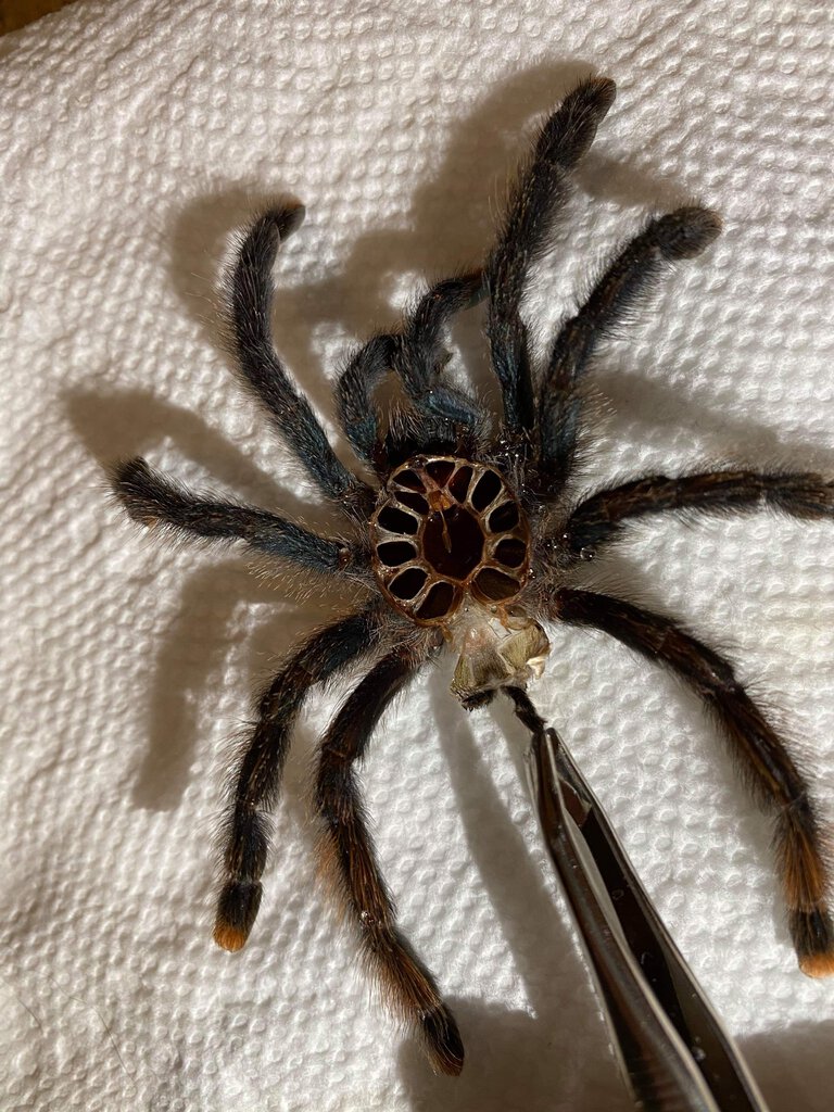 Avicularia avicularia - male or female? 2/2