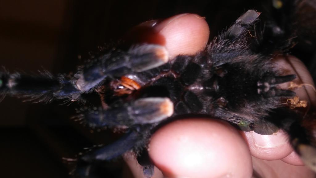 Avicularia avicularia; male or female? Take 2