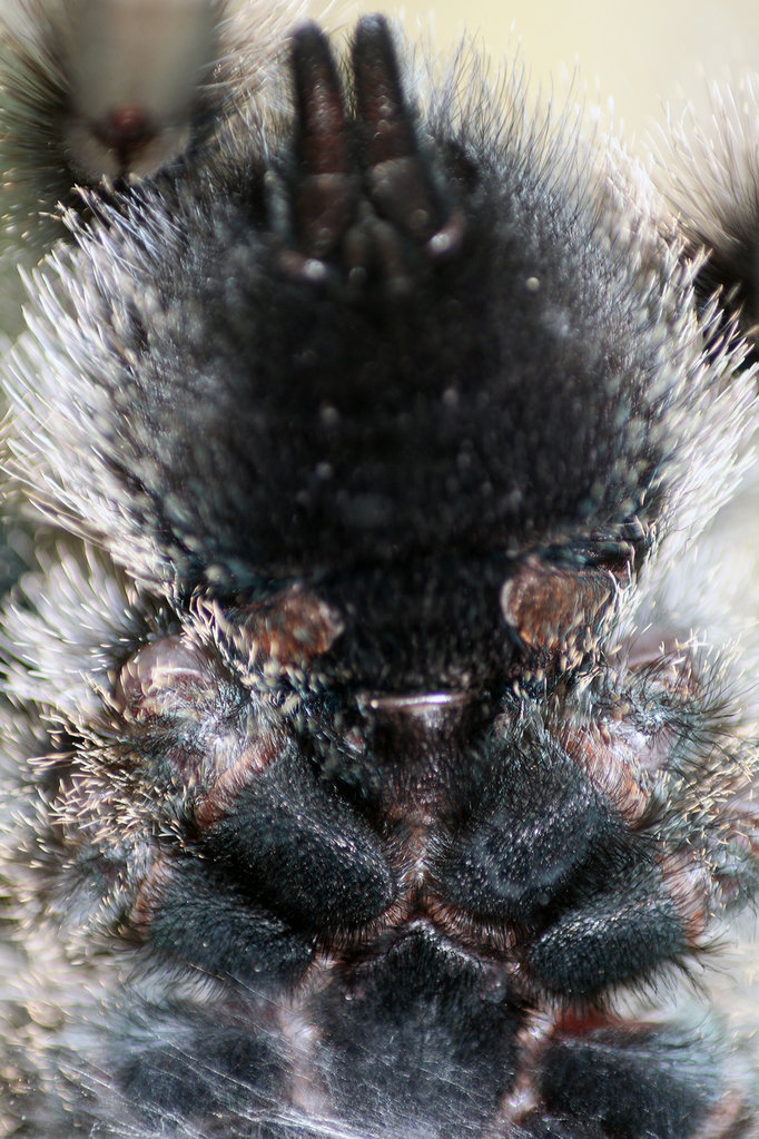 Avicularia Avicularia, Male or Female?