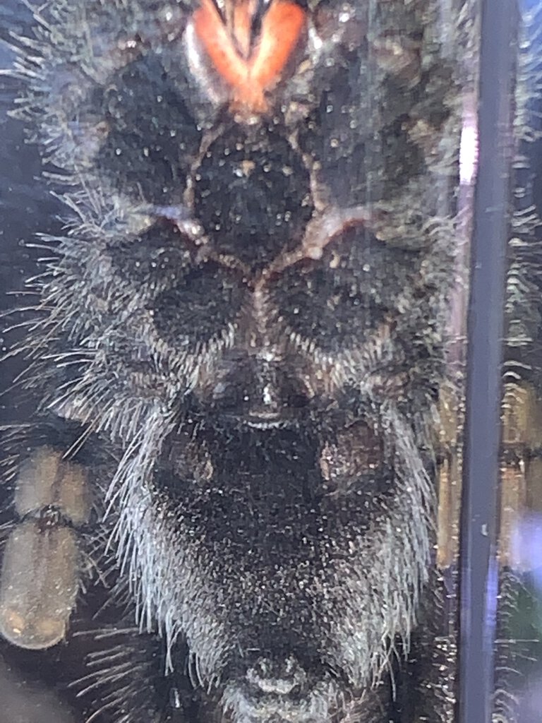 Avicularia Avicularia male or female?