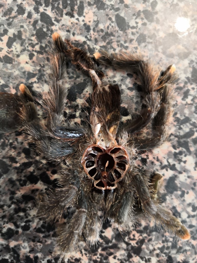 Avicularia avicularia [molt sexing]