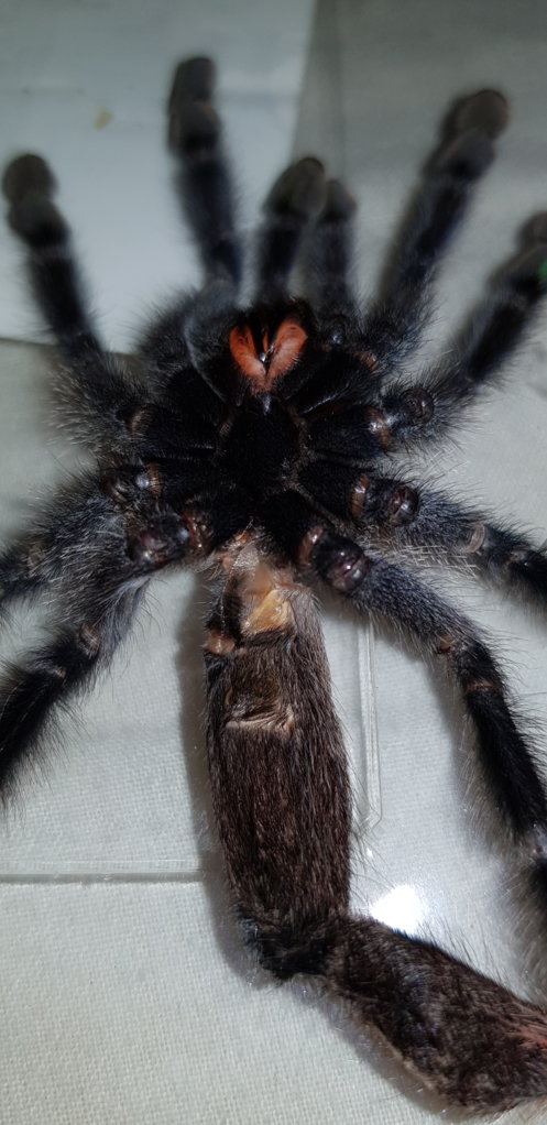 Avicularia avicularia [molt sexing]