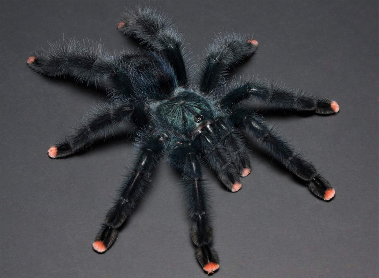 Avicularia avicularia (morphotype #6)