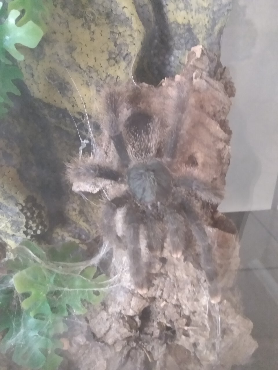 Avicularia avicularia Morphotype?