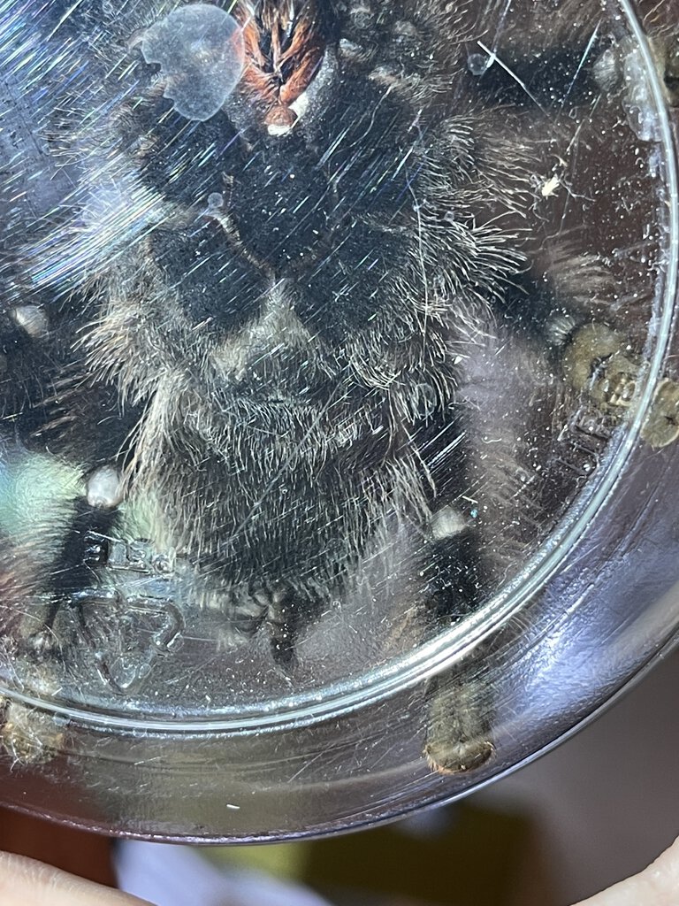 Avicularia Avicularia need some sexing help