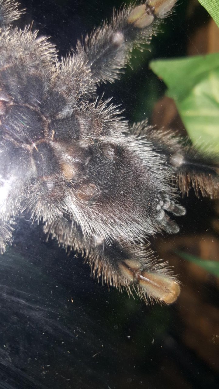 Avicularia avicularia pic #2