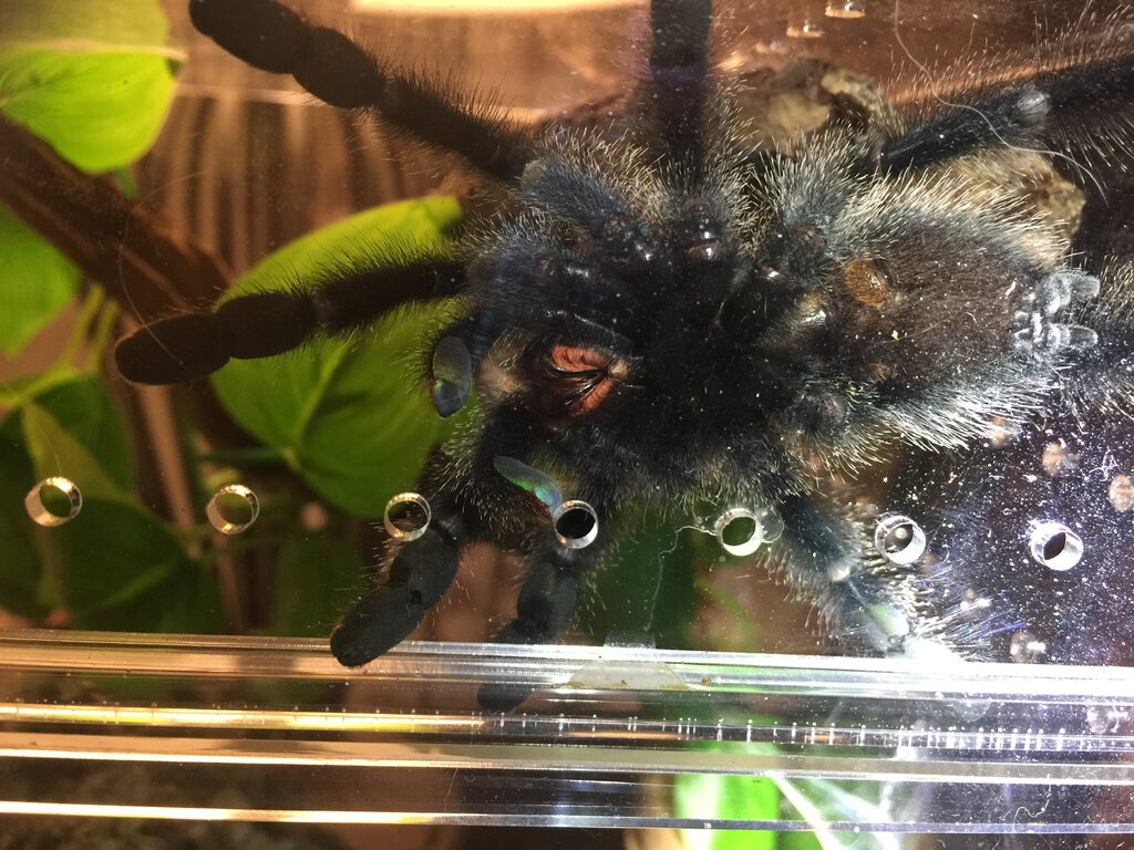 Avicularia avicularia, pink toe