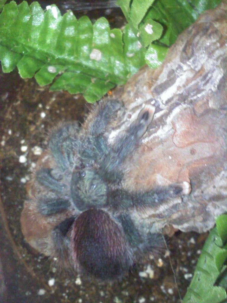 Avicularia avicularia (Samantha