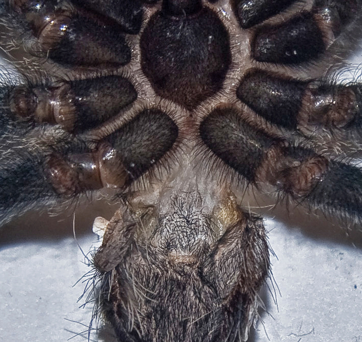 Avicularia avicularia sex?