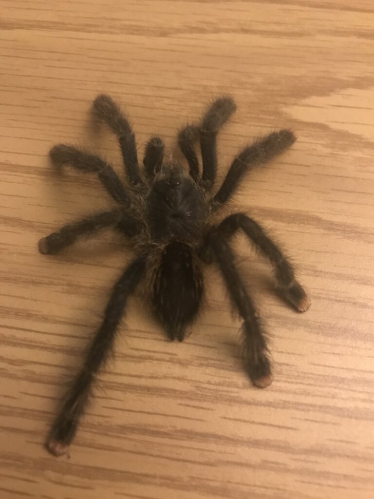 Avicularia avicularia [sexing]