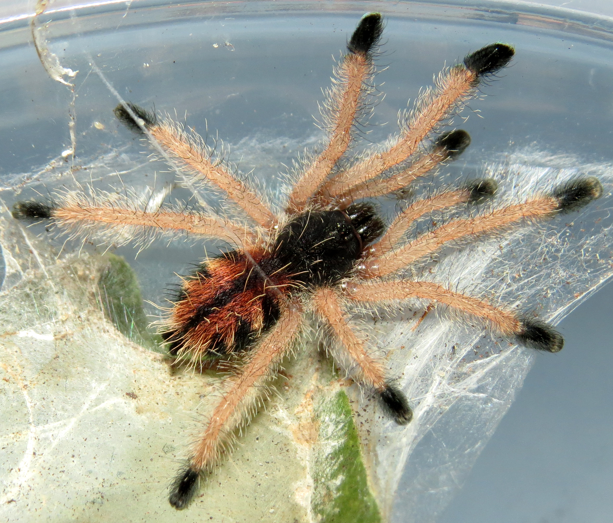 Avicularia avicularia Sling (♀ 1")