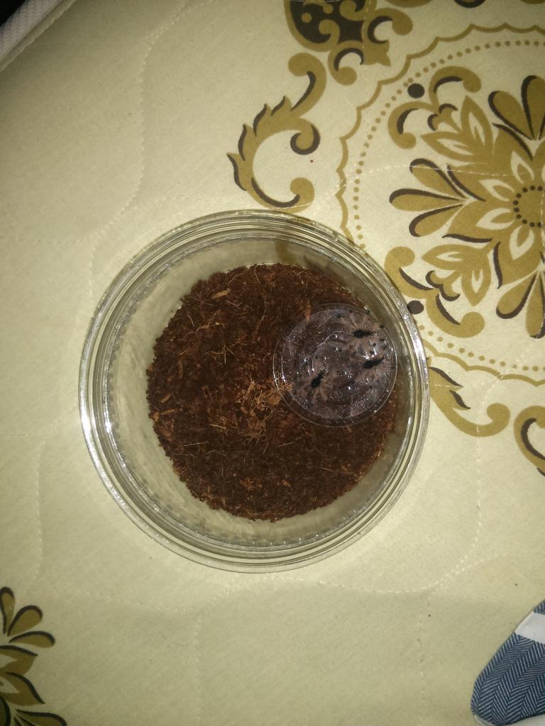 Avicularia avicularia Slings!