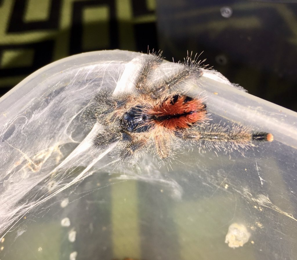 Avicularia avicularia unsexed