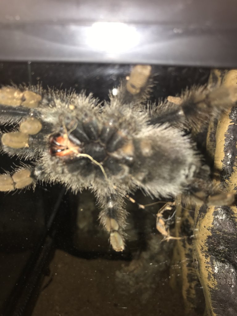 Avicularia avicularia [ventral sexing] [1/3]