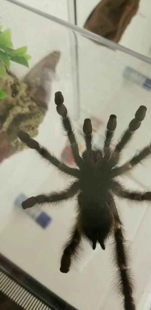 Avicularia avicularia [ventral sexing] [1/4]