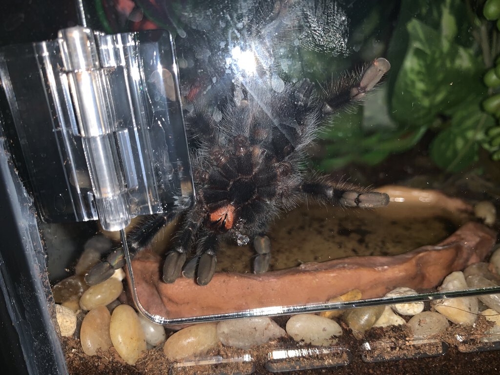 Avicularia avicularia [ventral sexing] [2/2]